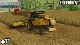 Harvesting SUNFLOWERS with 2 COMBINES  SURVIVAL CHALLENGE  Farming Simulator22 ERLENGRAT  EP 71 [upl. by Tibbs]