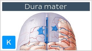 Dura mater  Function Location amp Layers  Neuroanatomy  Kenhub [upl. by Richarda]