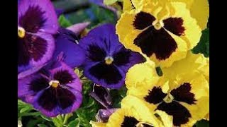 Фиалка Viola Garden flowers209 Декоративные растения [upl. by Aikemaj]