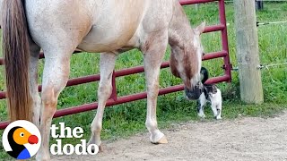 Horses Rescue A Tiny Kitten  The Dodo [upl. by Cull]