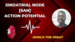 SINOATRIAL NODE SAN Action Potential [upl. by Remus]