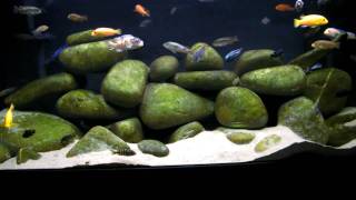 130g African Cichlid Mbuna Aquarium  Tank  Natural Lake Malawi Biotope [upl. by Nibram]