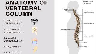 Anatomy of Vertebrae  Vertebral Column [upl. by Adiam]