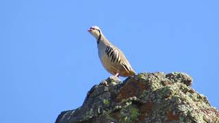 Chukar calling [upl. by Urana]