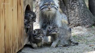 Manul kittens 7 [upl. by Tonina]