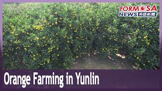 Young people revitalize orange farming in Gukeng Township Yunlin｜Taiwan News [upl. by Rehpatsirhc]