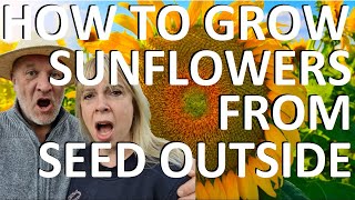 How to Grow Giant Sunflowers from Seed Outdoors Outside  Helianthus giganteus [upl. by Cosette]