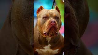 Bull terrier vs Husky Pitbull Rottweiler German Shepherd Bite force comparison shorts ytshorts [upl. by Cortie993]