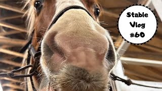 Stable Vlog 60  Happy New Year [upl. by Adlee]