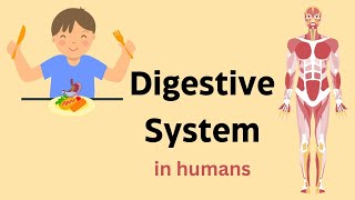 Digestive System of Human Body  kids science education children [upl. by Naimaj]