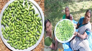 சர்க்கரை நோயை குறைக்கும் காட்டு கோவக்காய் பொரியல்  Kovakkai  IVY GOURD Fry in Tamil [upl. by Ahsias353]