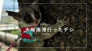 Bushbaby ドットちゃんと大阪南港に行ってきたよ [upl. by Audrit]