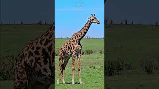 Giraffe Chewing Cud  Wildlife ShortsAfrica [upl. by Erving]