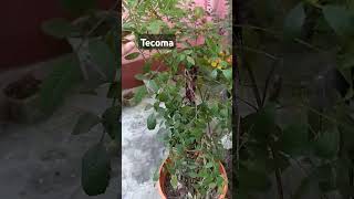 Tecoma flower gardening gardeningtherapy nature [upl. by Ecnerrot]