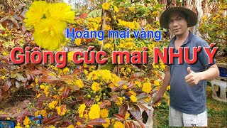 215 giống cúc như ý biên bảng đặc biệt0357894469 [upl. by Iruyas]