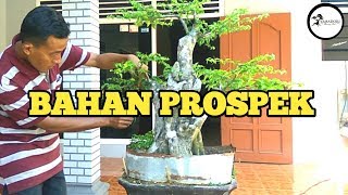 Cara pruning dan ngejin Bonsai gulo gumantung  vangueria spinosa [upl. by Oicelem285]