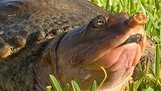 Softshell Snappin Turtle Catch Clean Cook Alligator Crushes a turtle at our feet [upl. by Adnicul]