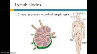 Introduction to the Lymphatic System [upl. by Devlin]