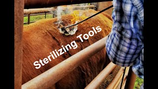 Sterilizing Vet Tools on the Ranch In the Chute  Round 176 [upl. by Nylatsyrk]