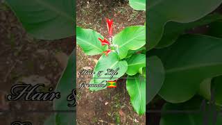 Canna coccinea Bonfire is a beautiful flower Grenada vlog 473 pruegrenada cutleafconeflower [upl. by Anilok]