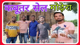 Kabootar sale  Pigeons Sale  Teddy  Kamagar  Golden Kabutar  अजीतभाई देवीपुजक मोढ़ेरा [upl. by Nnyladnarb94]