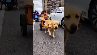 Dog chauffeur 🐕New Viral Gadgets Smart Appliances Kitchen Utensils Home Inventions [upl. by Morgan]