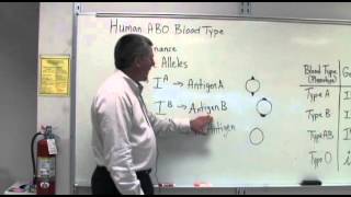 Codominance and Multiple Alleles [upl. by Henrietta295]