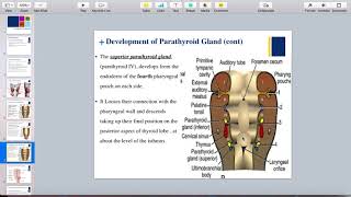 Development of parathyroid gland [upl. by Myca]