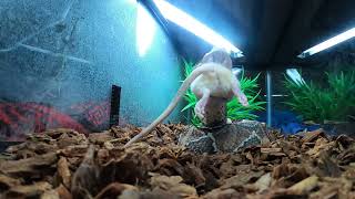 Gaboon Viper Land Mine Live Feeding [upl. by Bate389]