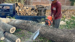 Cutting trees for firewood Husqvarna 395xp Vs Stihl ms660 chainsaw [upl. by Flight594]