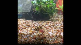 Assassin snail attacking ramshorn snail [upl. by Etteloc]