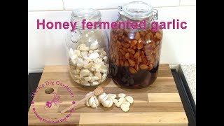 How to make honey fermented garlic  Immune booster honeyfermentedgarlic garlic fermenting [upl. by Tisdale]