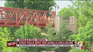 Zoo Gorilla killed after dragging boy who fell into exhibit child hospitalized [upl. by Rodrique64]