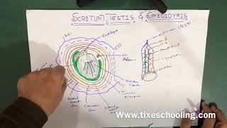 Scrotum  Anatomy [upl. by Ahsekram822]