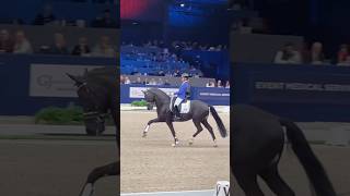 ⚡️𝗣𝗢𝗪𝗘𝗥𝗕𝗔𝗡𝗞⚡️ KWPN stallion show Den Bosch 💪 For Ferrero x Ferdeaux  KWPNNRPS approved [upl. by Nywled117]