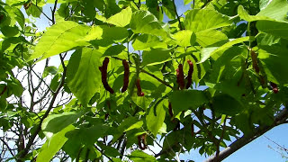 Rare Himalayan Mulberry Tree by Fruitmommy [upl. by Oberheim]