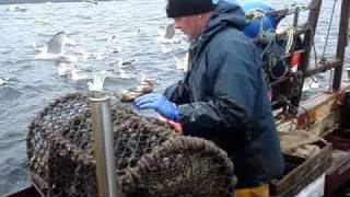 Fishing with Creels for Lobster At the May Island Anstruther Fife Scotland [upl. by Dzoba344]