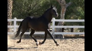 HANOVERIAN x PRE stallion  2019  July 2024 video [upl. by Lerraj]