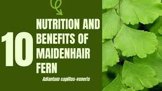 10 Medical Uses and Health Benefits of Maidenhair Fern Adiantum capillusveneris [upl. by Seravat]