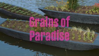 Grains of Paradise – Sumayy Vally [upl. by Armington286]