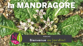 LES TERRIFIANTES LÉGENDES DE LA MANDRAGORE PLANTE MAGIQUE DES SORCIÈRES AUX RACINES À FORME HUMAINE [upl. by Anaizit]