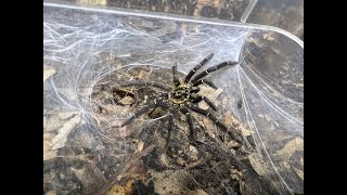 Heterothele gabonensis Gabon Blue Dwarf Baboon Tarantular pairing [upl. by Mayfield735]