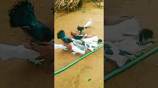 siraji pigeons kabutar [upl. by Rosette]