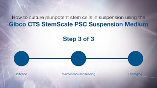 How to culture PSCs in suspension using Gibco CTS StemScale PSC Suspension Medium Passaging [upl. by Laeno]