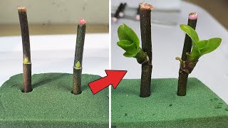 Tips to propagate orchids super fast use Floral Foam Green [upl. by Leiba]