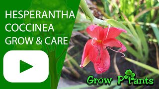 Hesperantha coccinea  grow amp care River lily [upl. by Annam]