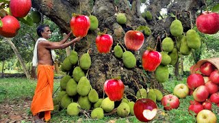 Easy ways to reproduce apples with jackfruit tree for beginners can do 100 [upl. by Crispen]