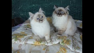 Zanadu Birman kittens [upl. by Warram134]