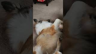 Tallies paw said she will NOT be recorded dog puppy cute funny sillypets shorts viral [upl. by Sadick323]