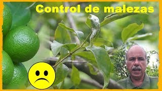 Control de las malezas en el cultivo del limón [upl. by Denys]